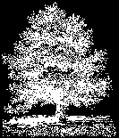 Tree Drawing